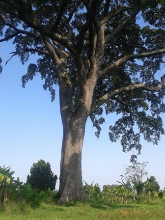 The Banyatumbi Tree: A 450 year old Marvel