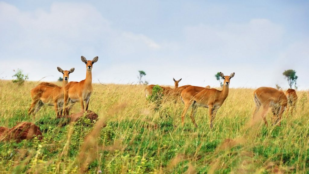 Female Kobs on the plains of Queen Elizabeth